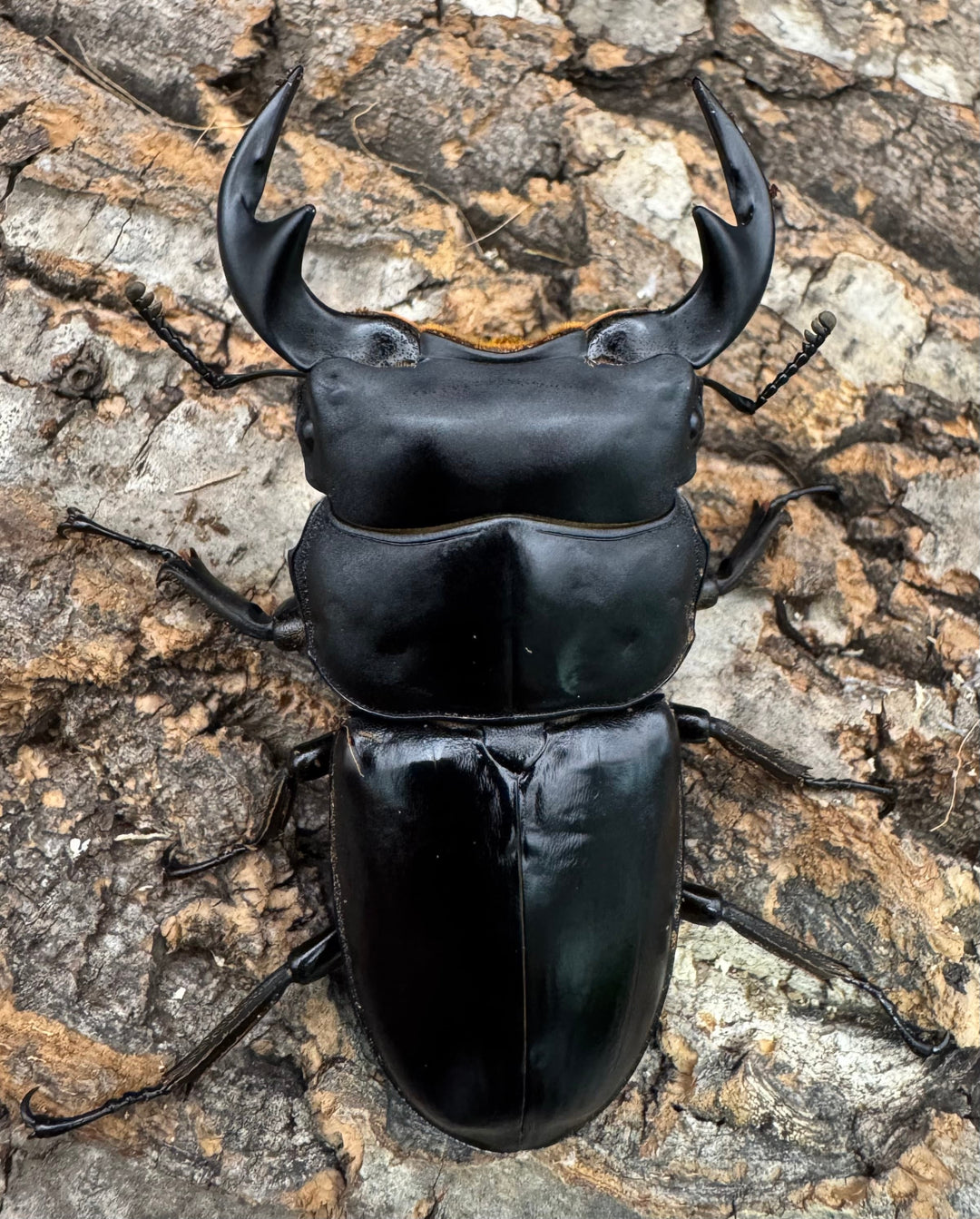 【WF1】《マレーアンタエウス ケランタン産 71.5mm ペア》