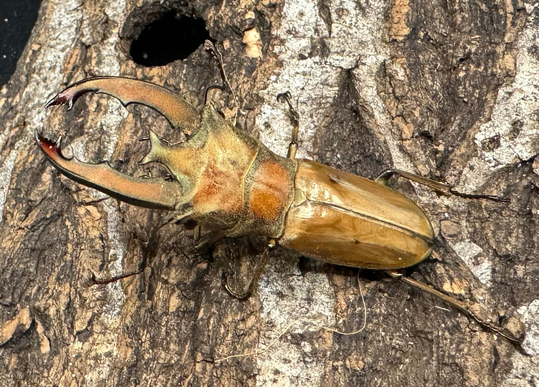 【WD】《ルニフェルホソアカ 48.5mm ♂B品ペア》