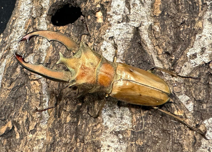 【WD】《ルニフェルホソアカ 48.5mm ♂B品ペア》