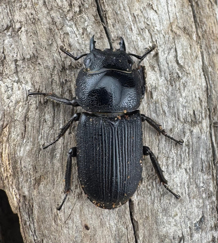 【WD】《ハンステインヒラタ原名亜種 50mm ペア》