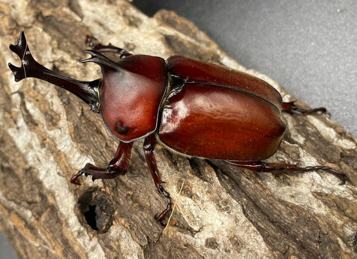 《ヤマトカブトムシ ペア》