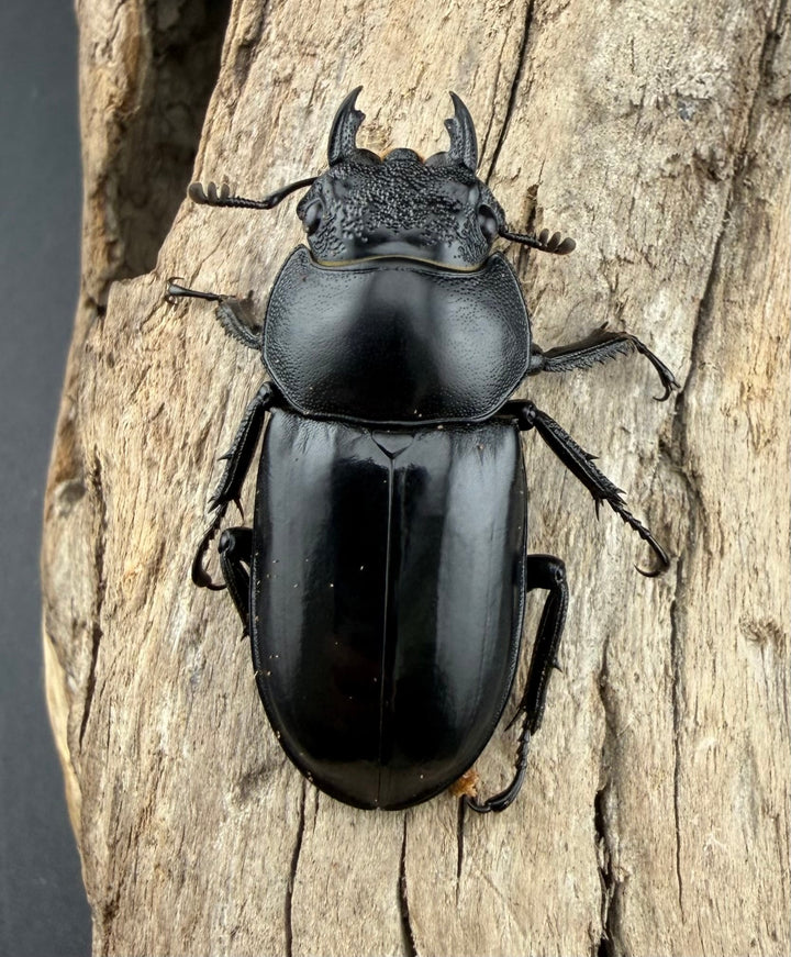 《スペキオススシカクワガタ 59.5mm ペア》