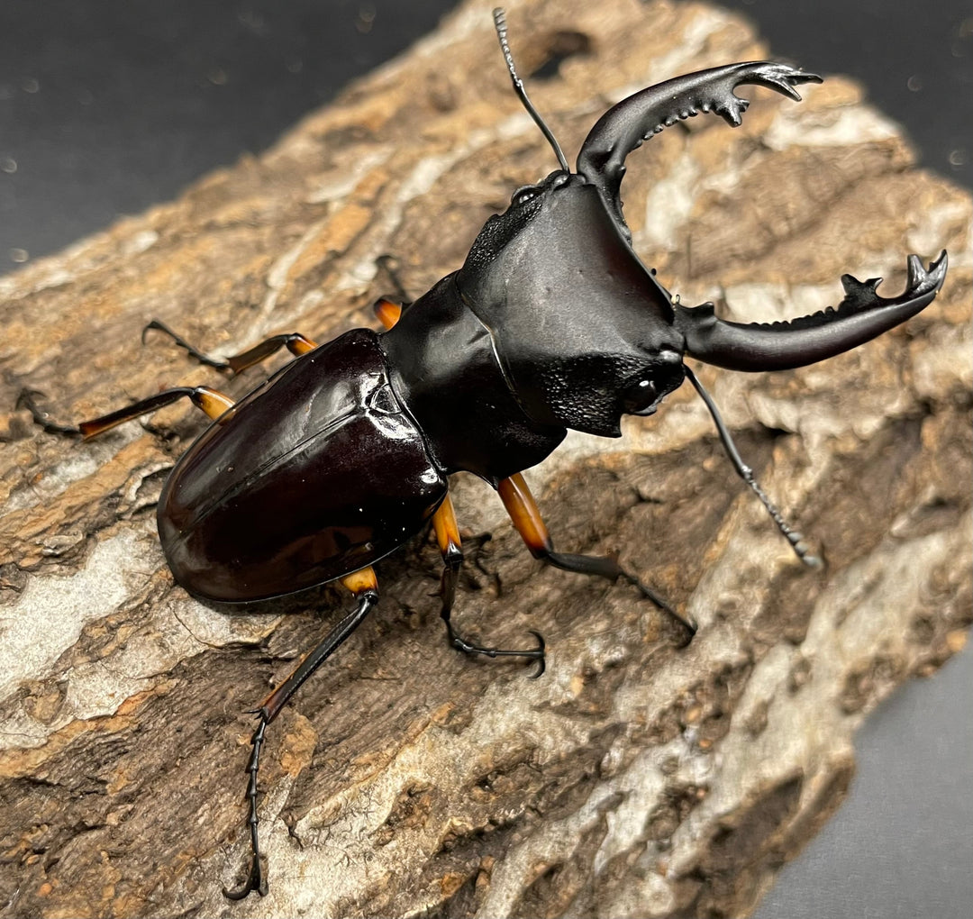 【WD】大型大歯《インペリアリスツヤクワガタ 66mm A’品ペア》