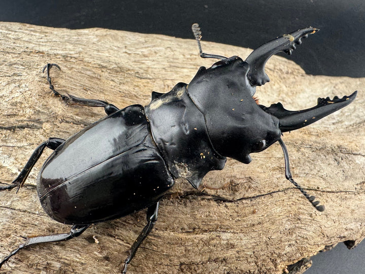 【WD】《ルディカツヤクワガタ 71.5mm B品ペア》