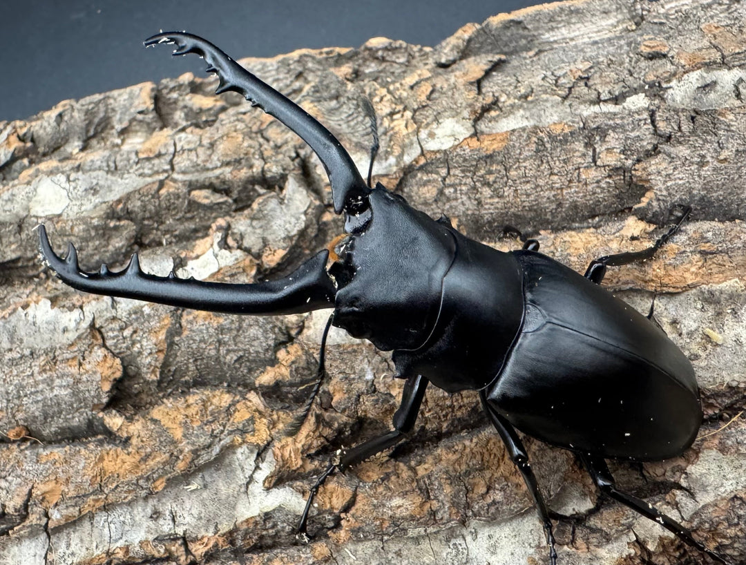 即ブリ《ギラファノコギリ亜種ケイスケ 82.5mm ペア》