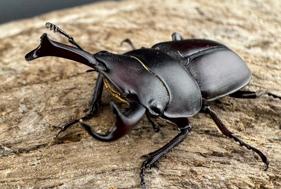 【WD】《セグーコクワガタ 27mm ペア》