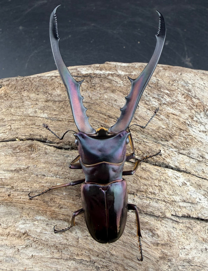 《メタリフェルホソアカ亜種finae 73.5mm ペア》