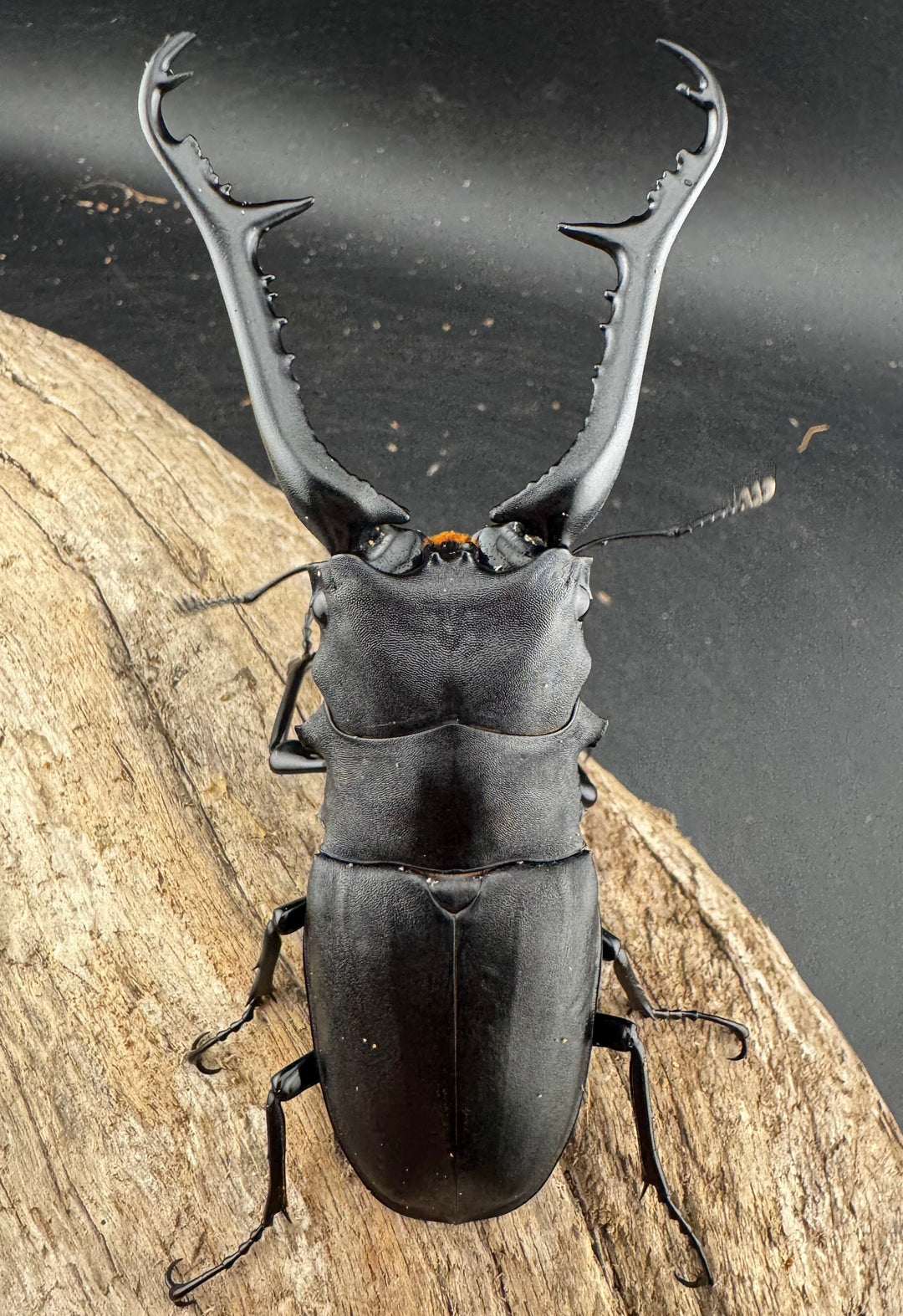 【WD】《 ギラファノコギリ亜種ケイスケ 107.5mm ♂単》