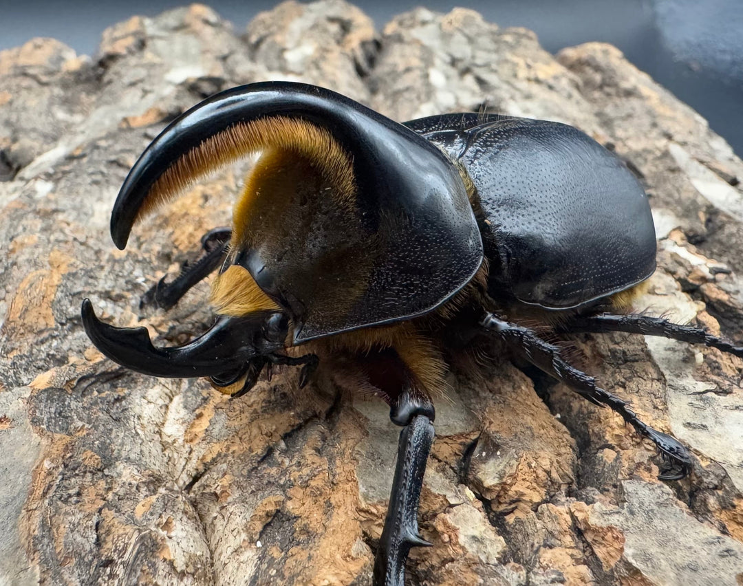 《サタンオオカブト 75mm ペア》