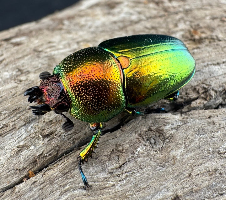 【WD】《パプアキンイロクワガタ アルファック産 22.5mm ♀単A’品》