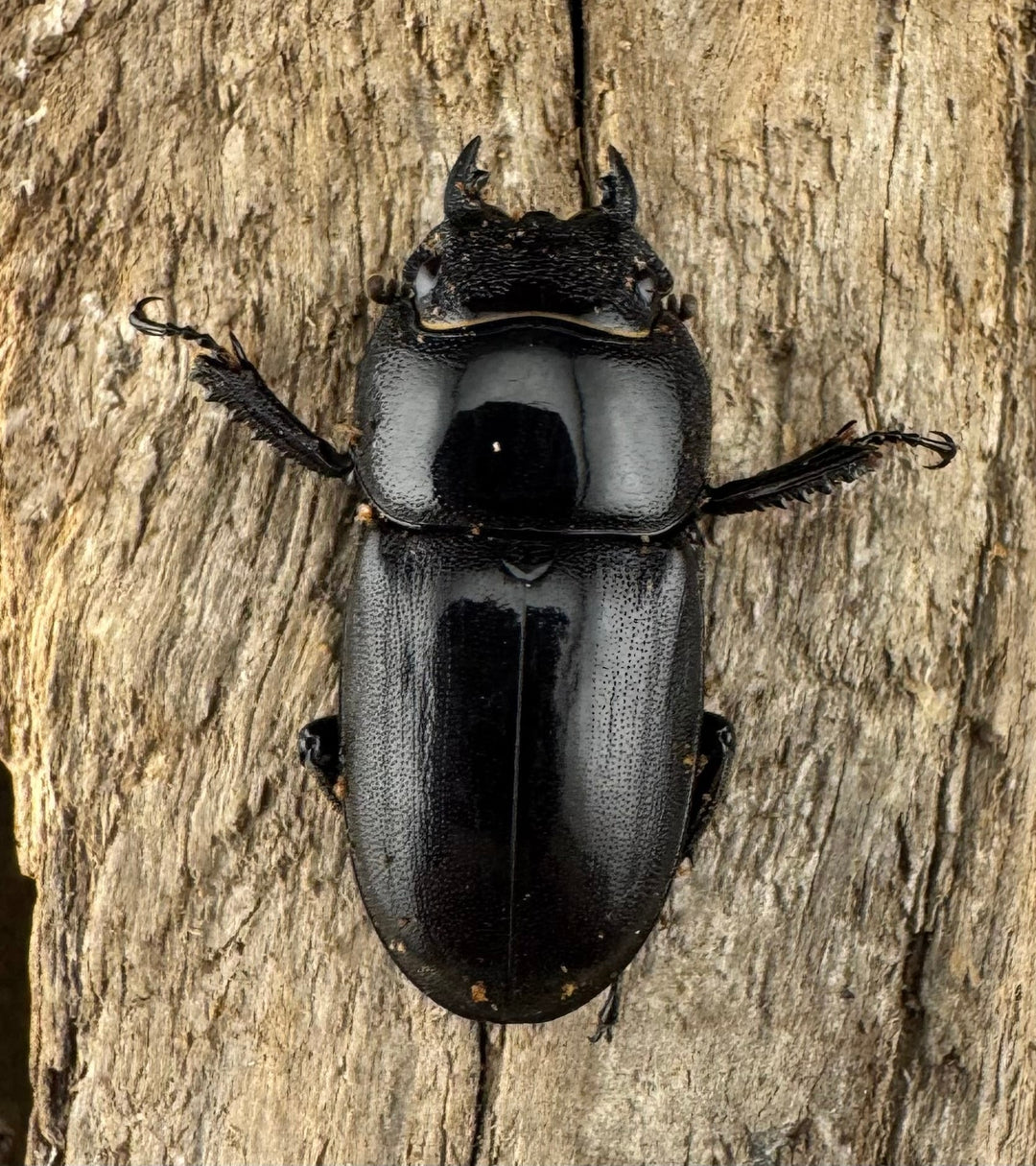 【WD】《タウルスヒラタ パラワン亜種 ロハス産 44mm ペア》