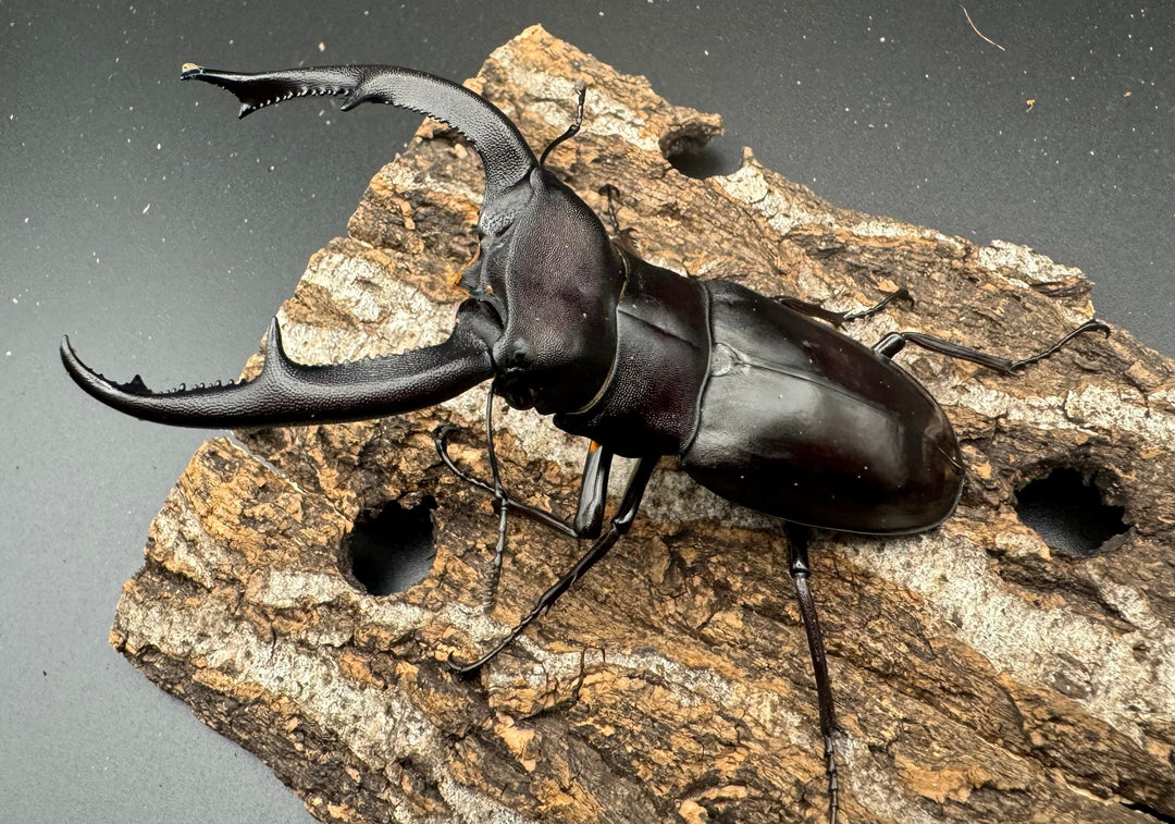 【WD】《マンディブラリスフタマタ 100.5mm ペア》