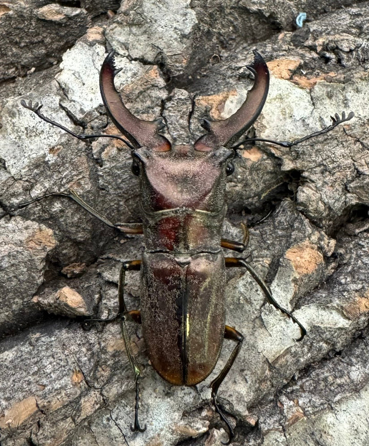 【WD】《ズベールホソアカ カタンドゥアネス産 43mm ペア》