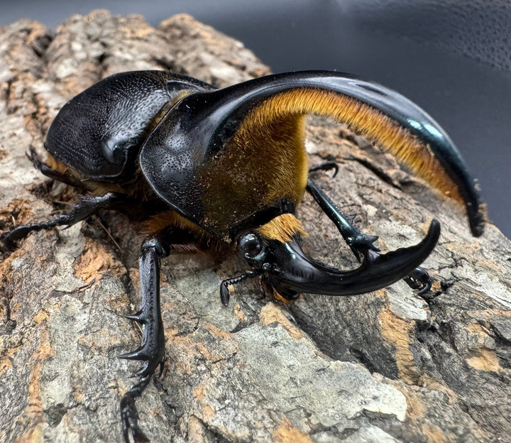 即ブリ《サタンオオカブト 83mm A'品ペア》