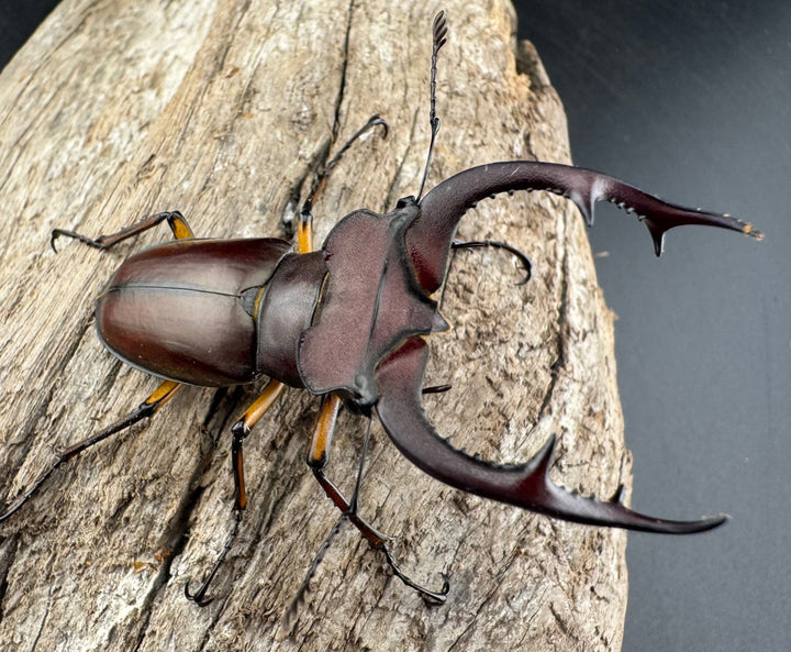 【WD】2018新種記載《ジュシャンミヤマ 58mm ペア》②