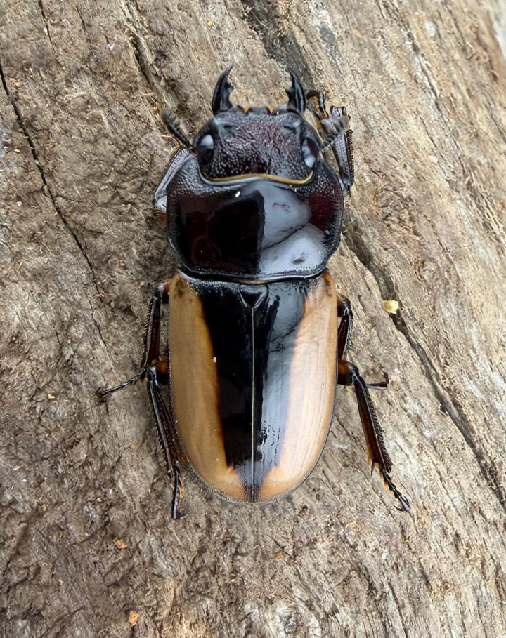 【WF4】《ブルイジンノコギリ原名亜種 50.5mm ペア》