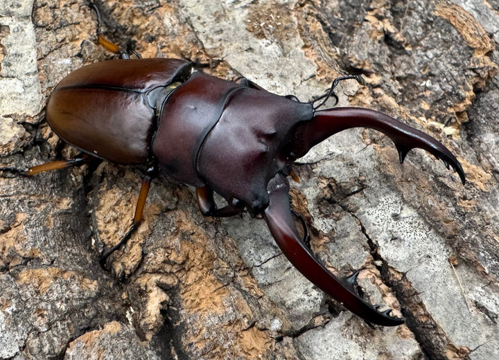 【WD】《アスタコイデスノコギリ ベンクール産 63mm ペア》