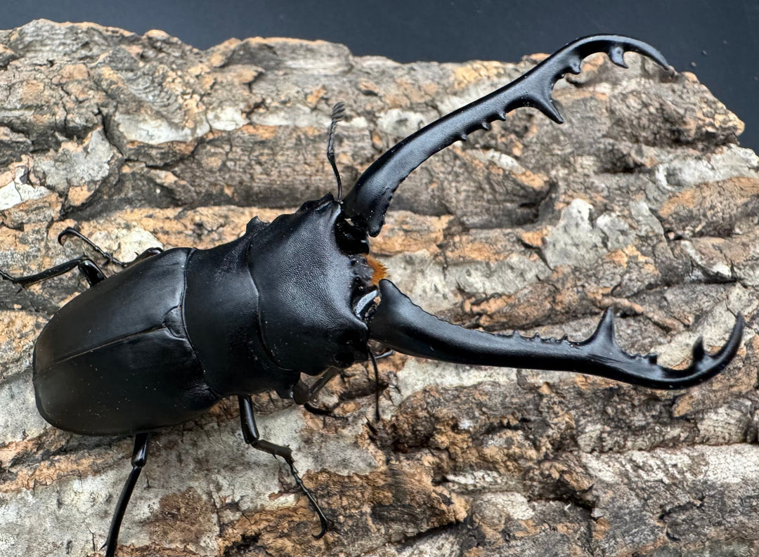 《ギラファノコギリ亜種ケイスケ 96mm ペア》