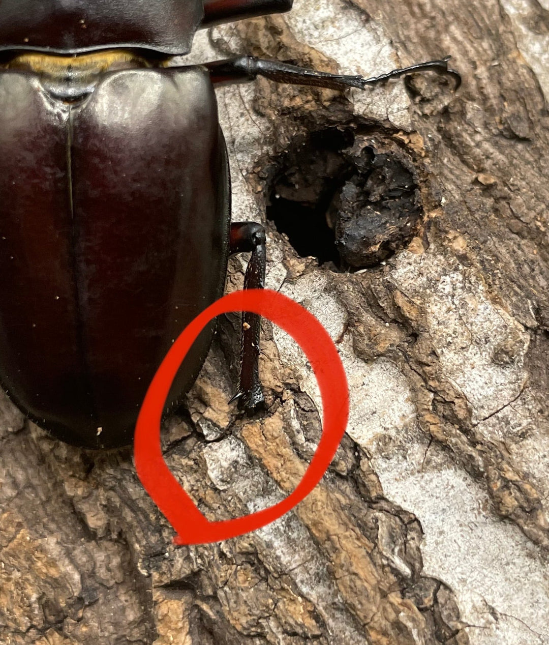 【WD】《フライミヤマクワガタ 70mm A’ペア》