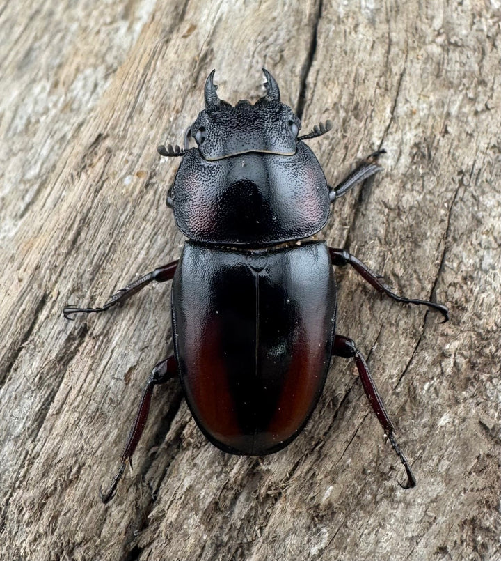 《ミラビリスノコギリクワガタ 67mm ペア》