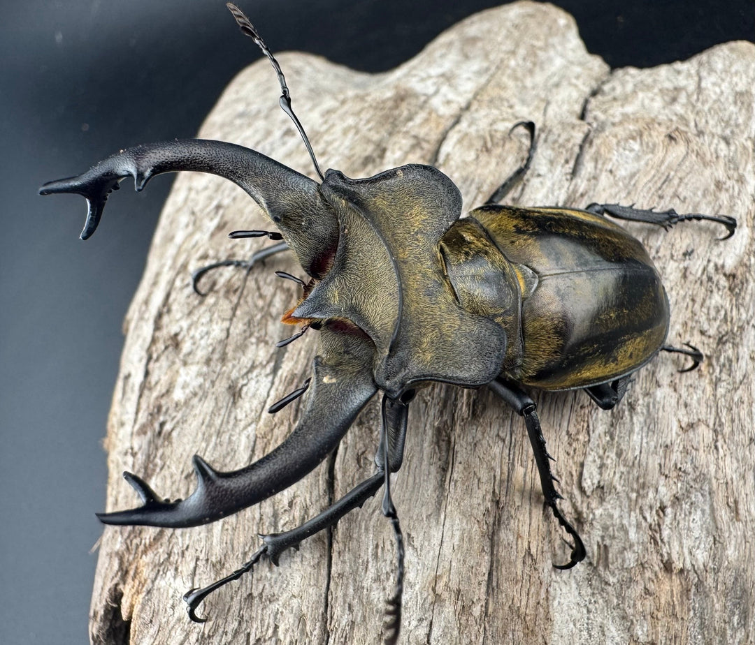 【WD】《セリケウスミヤマ ssp. 64mm ペア》