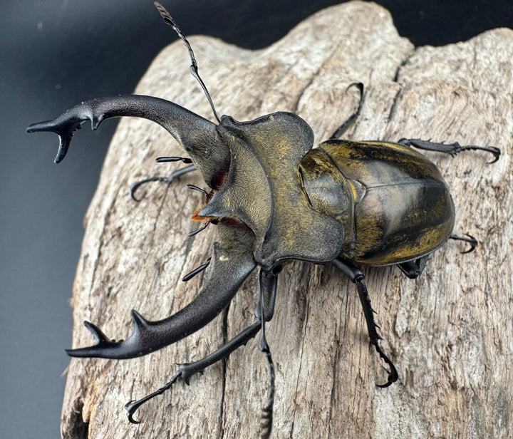 【WD】《セリケウスミヤマ ssp. 64mm ペア》