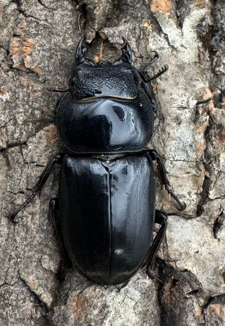 【WD】大型《北カマリネスヒラタ 92mm ペア》