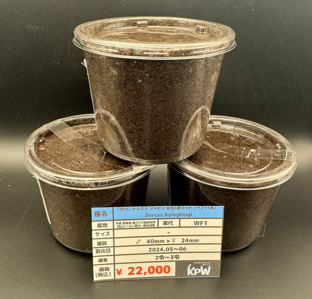 【WF1】《ドルクス リンビン 幼虫3頭セット（ペア+1頭）》