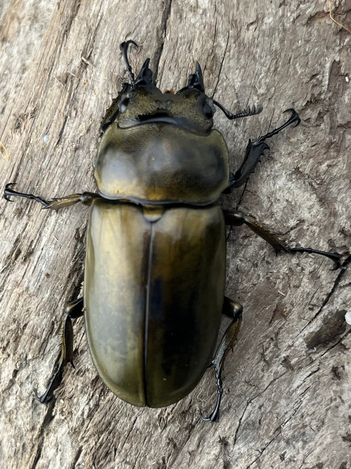 【F0】《ローゼンベルグオウゴンオニクワガタ 44mm ♀単》