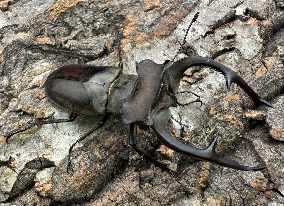 【WD】超大型《クラーツミヤマ原名亜種 66mm ペア》