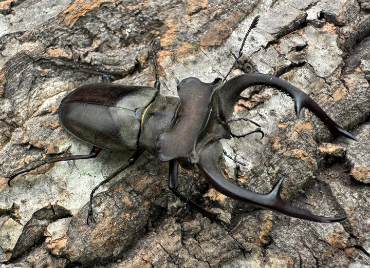 【WD】超大型《クラーツミヤマ原名亜種 66mm ペア》