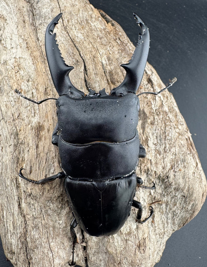 【WD】《ミンダナオヒラタ マラグサン産 93mm ペア》