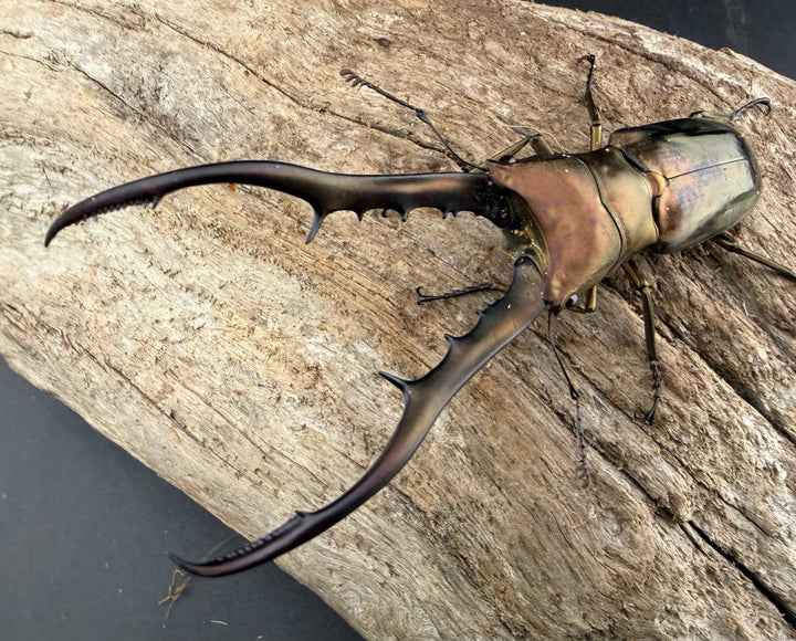 【WD】《メタリフェルホソアカ亜種finae 83mm ペア》