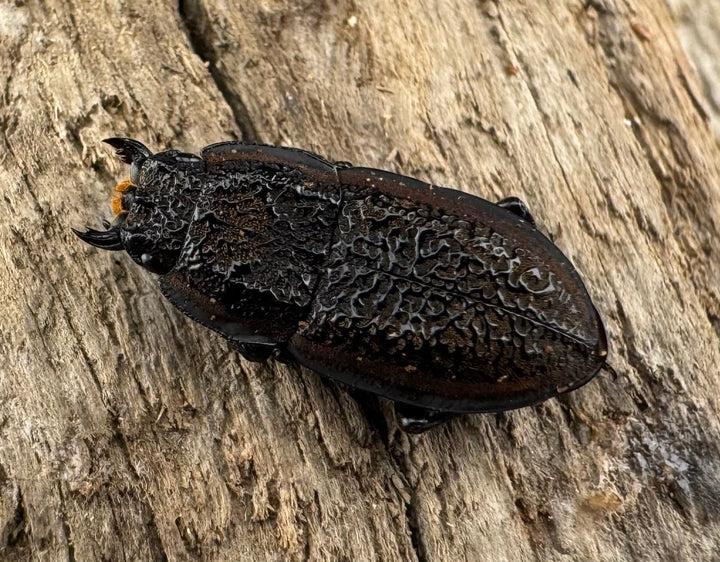 《カエラートゥスサメハダ 19.5mm ペア》