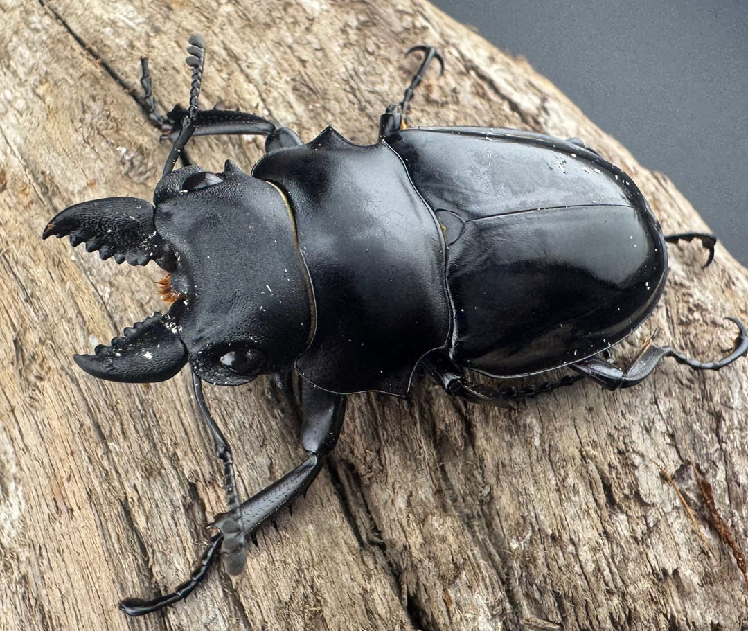 【WD】《シヴァツヤクワガタ ラオス産 49mm A’品ペア》