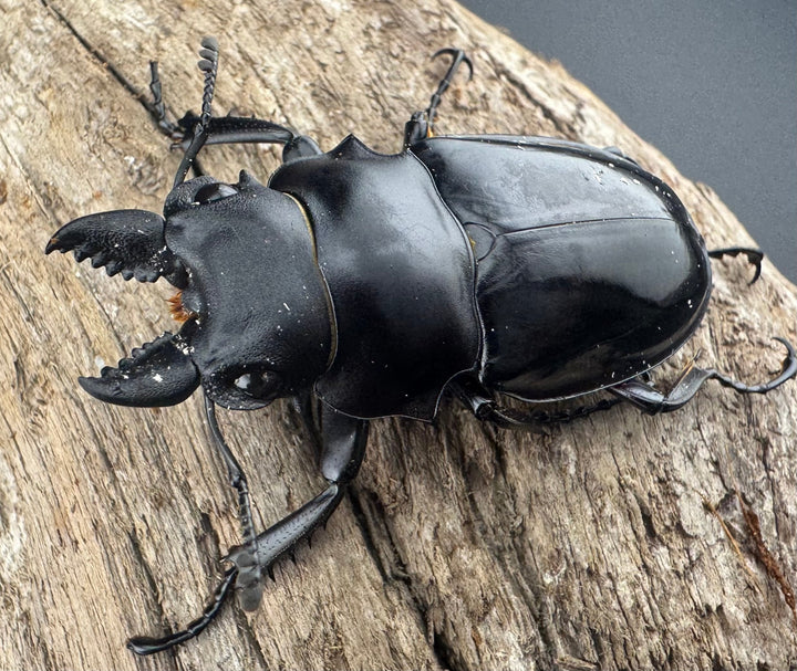 【WD】《シヴァツヤクワガタ ラオス産 49mm A’品ペア》