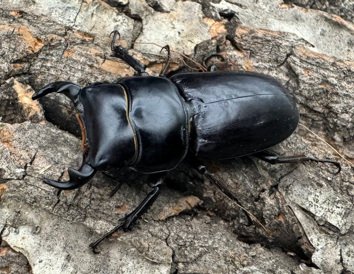 【WD】《ドルクスヤクシャ チベット産 38mm ♂♀♀トリオ》