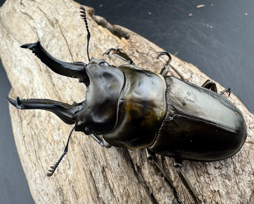 【F0】大型《ローゼンベルグオウゴンオニクワガタ 75.5mm ペア》