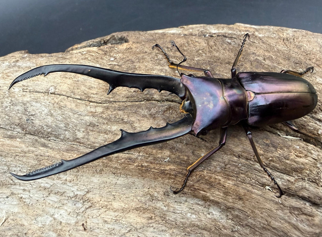 《メタリフェルホソアカ亜種フィナエ パープル系 80.5mm ペア》