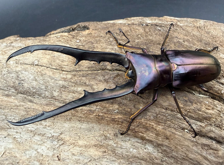 《メタリフェルホソアカ亜種フィナエ パープル系 80.5mm ペア》