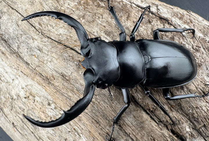 【WD】《ウエストウッディ亜種カズミアエ 雲南省産 61mm ペア》