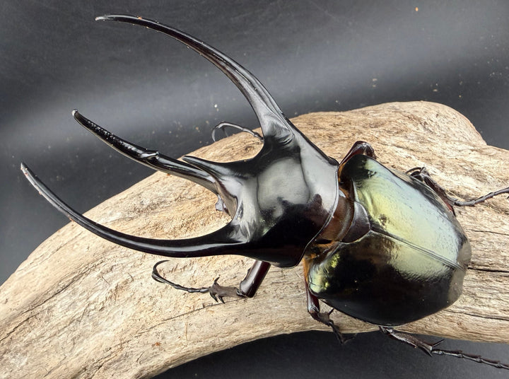 【WD】《ジャワコーカサスオオカブト 113mm A'品ペア》