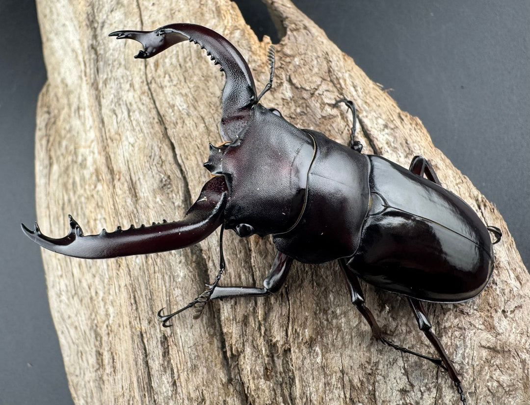 《フォルスターフタマタ原名亜種 74mm ペア》