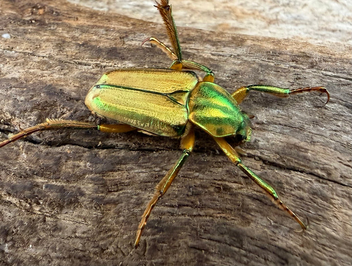 《ホソカブトハナムグリ Free ペア》