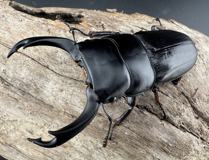 【WD】《ミンダナオパリーオオクワ キダパワン産 72mm ペア》