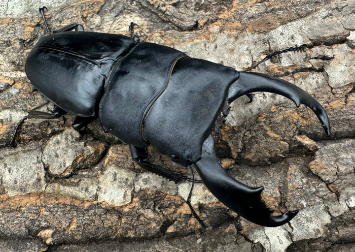 【WD】大型良型《西ペレンオオヒラタ 93mm ペア》