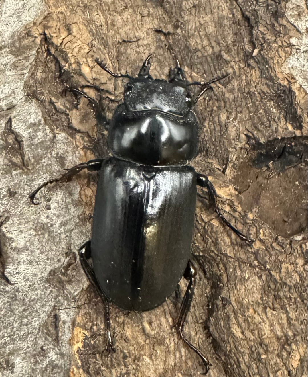 《ドンキエルコクワ亜種ハンプイ（黒ドンキ） Free ♀単》