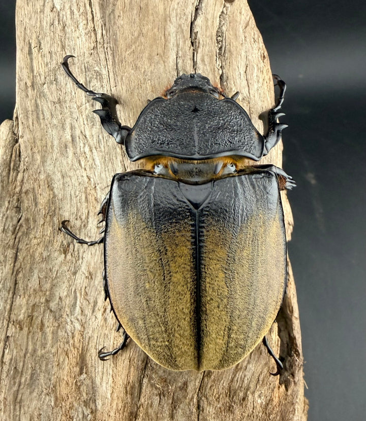 《ギアス ルンバッシャー 91.5mm ペア》