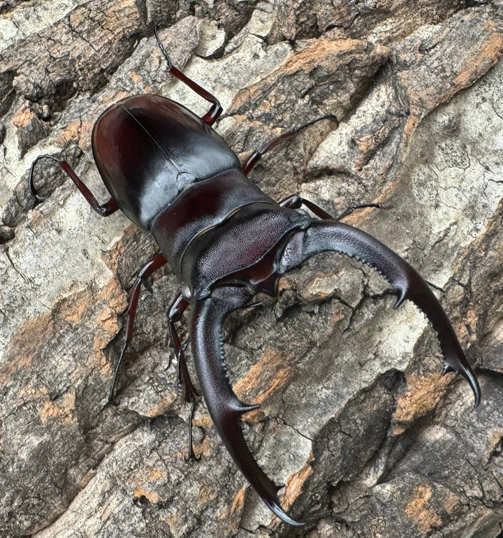 《マンディブラリスフタマタ原名亜種 サバ産 ホワイトアイ 79mm ペア》