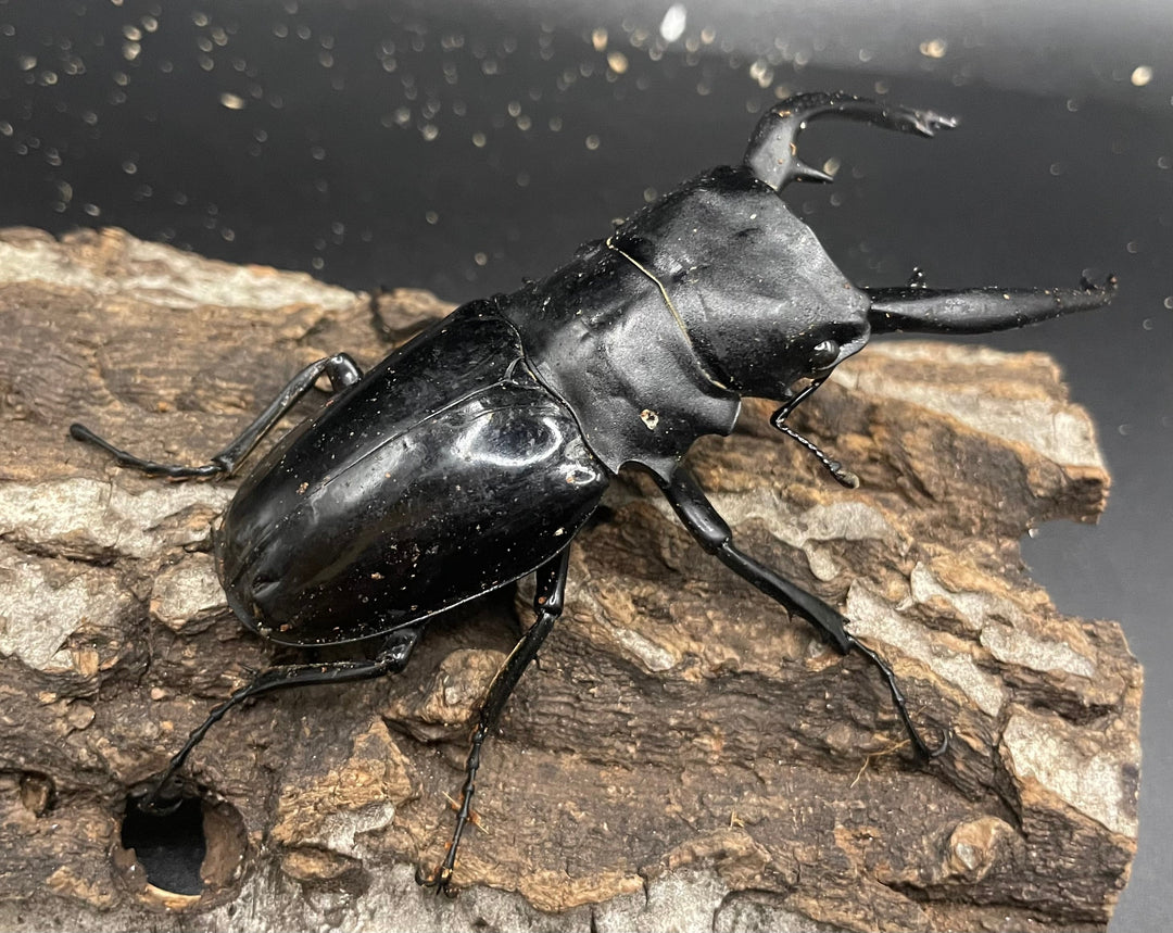 【WD】大型大歯《インターメディアツヤクワガタ 92mm A’品ペア》